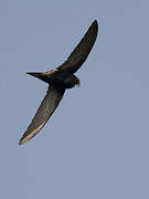 White-rumped Swift