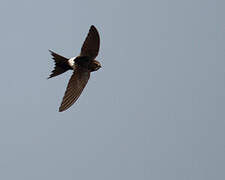 White-rumped Swift