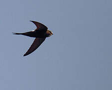 White-rumped Swift