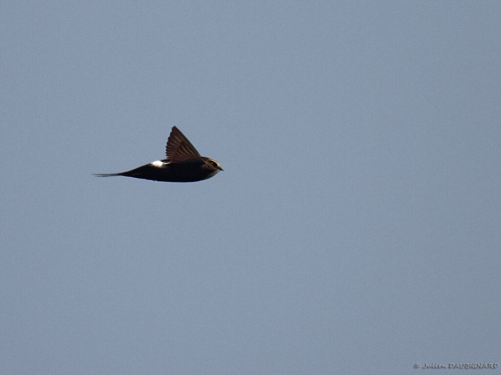 White-rumped Swiftadult, Flight