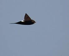 White-rumped Swift