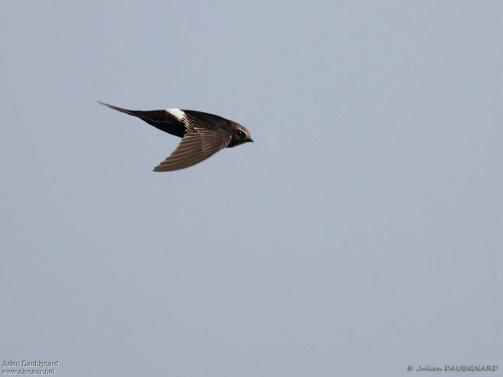 White-rumped Swiftadult, identification, Flight