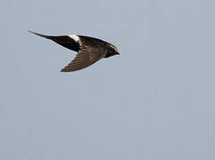 White-rumped Swift