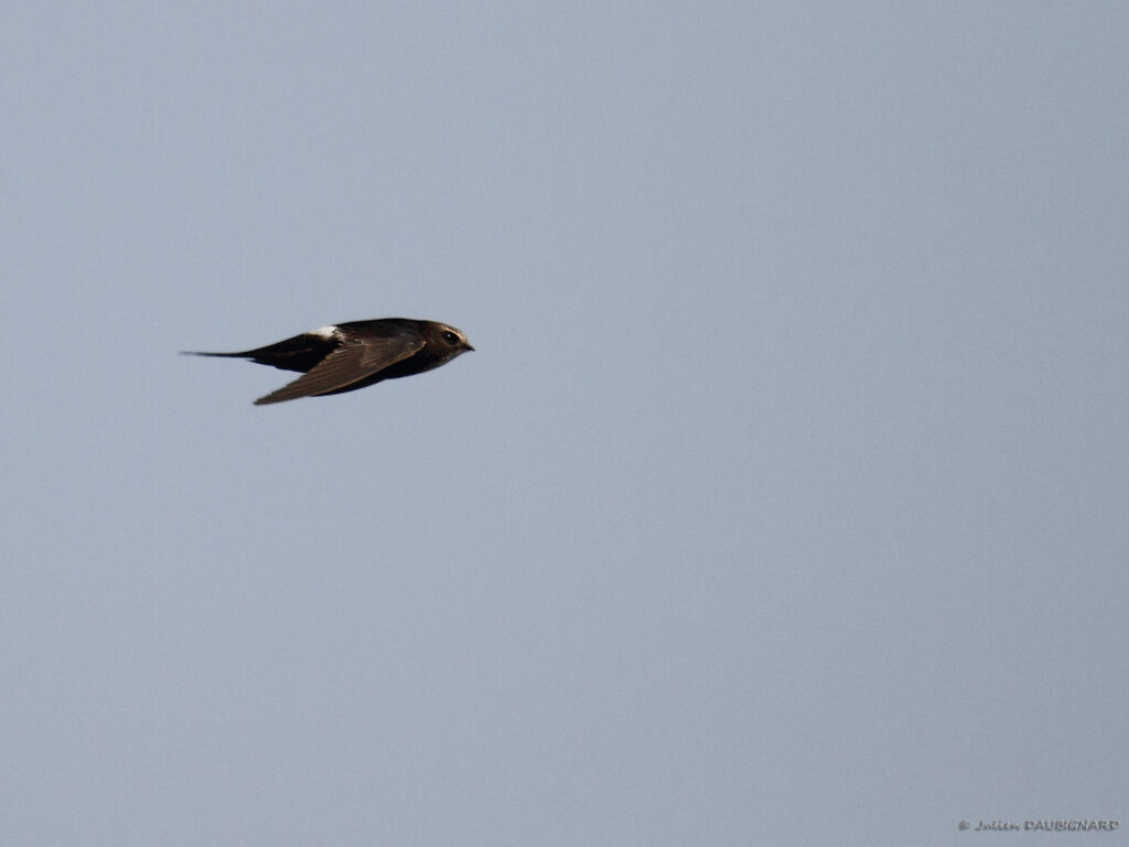 White-rumped Swiftadult, Flight