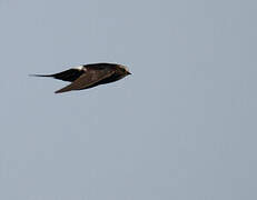 White-rumped Swift