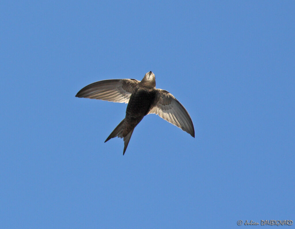 Common Swift, Flight