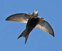 Common Swift