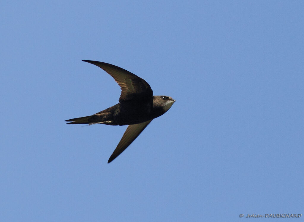 Common Swift, Flight