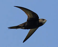 Common Swift