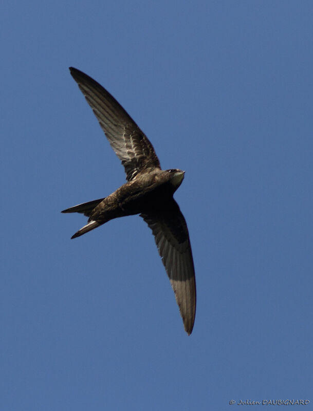 Common Swift, Flight