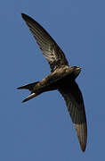 Common Swift