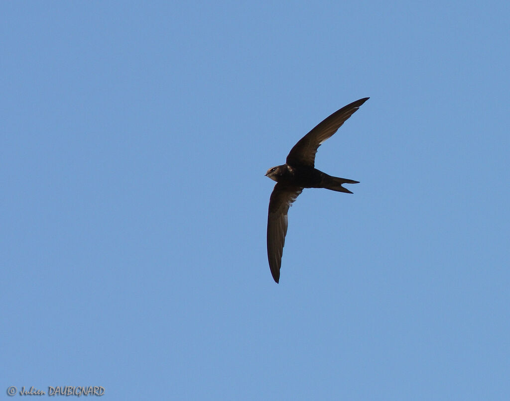 Common Swift, Flight