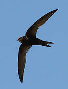 Common Swift