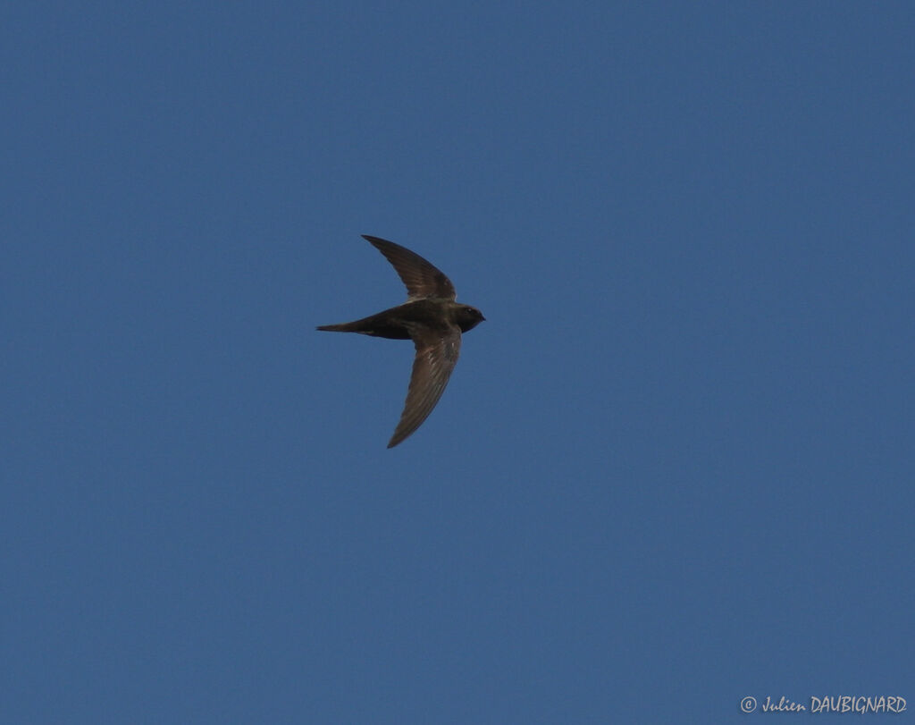 Common Swift, Flight