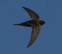 Common Swift