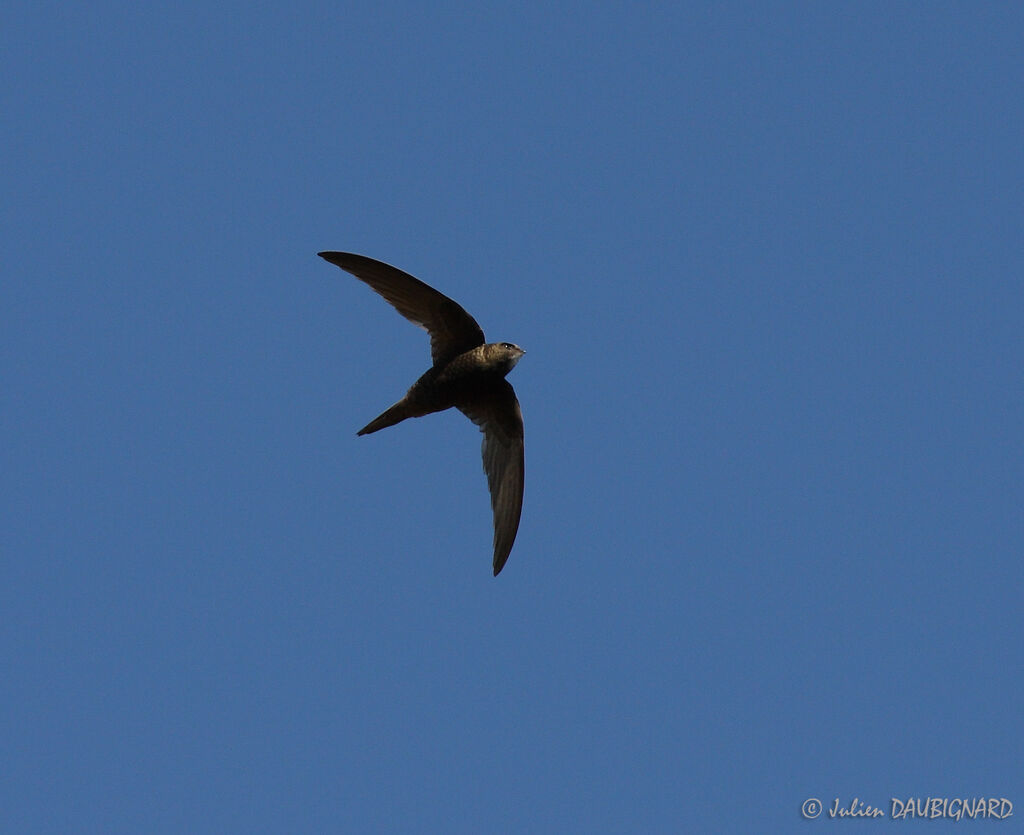 Common Swift, Flight