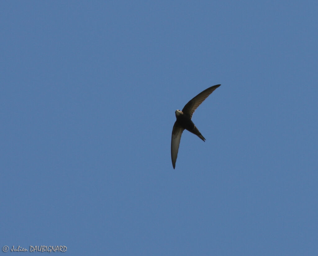 Common Swift, Flight