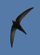 Common Swift