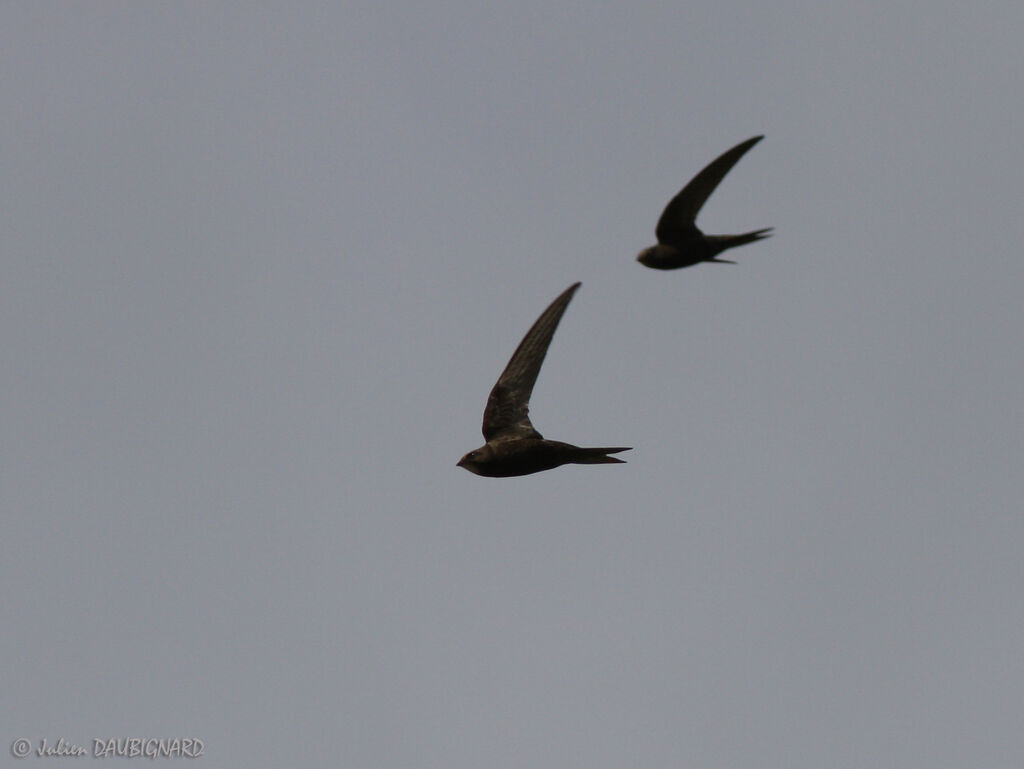 Common Swift, Flight