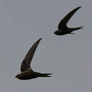 Common Swift