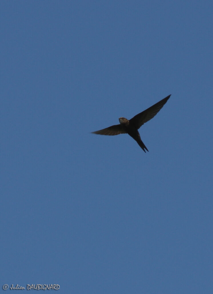 Common Swift, Flight