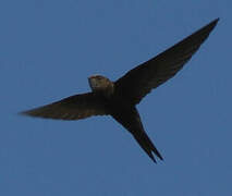 Common Swift