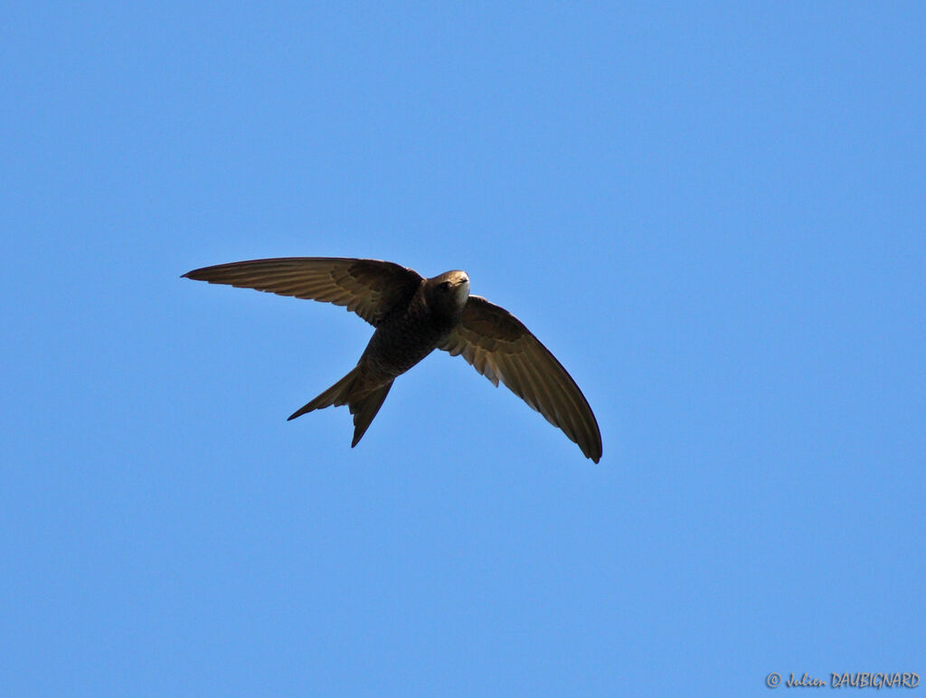 Common Swift, Flight