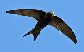 Common Swift