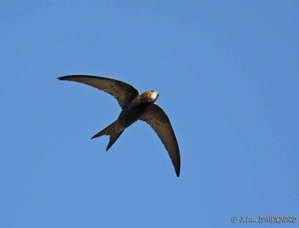 Common Swift, Flight