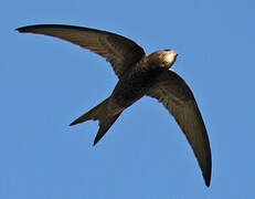 Common Swift