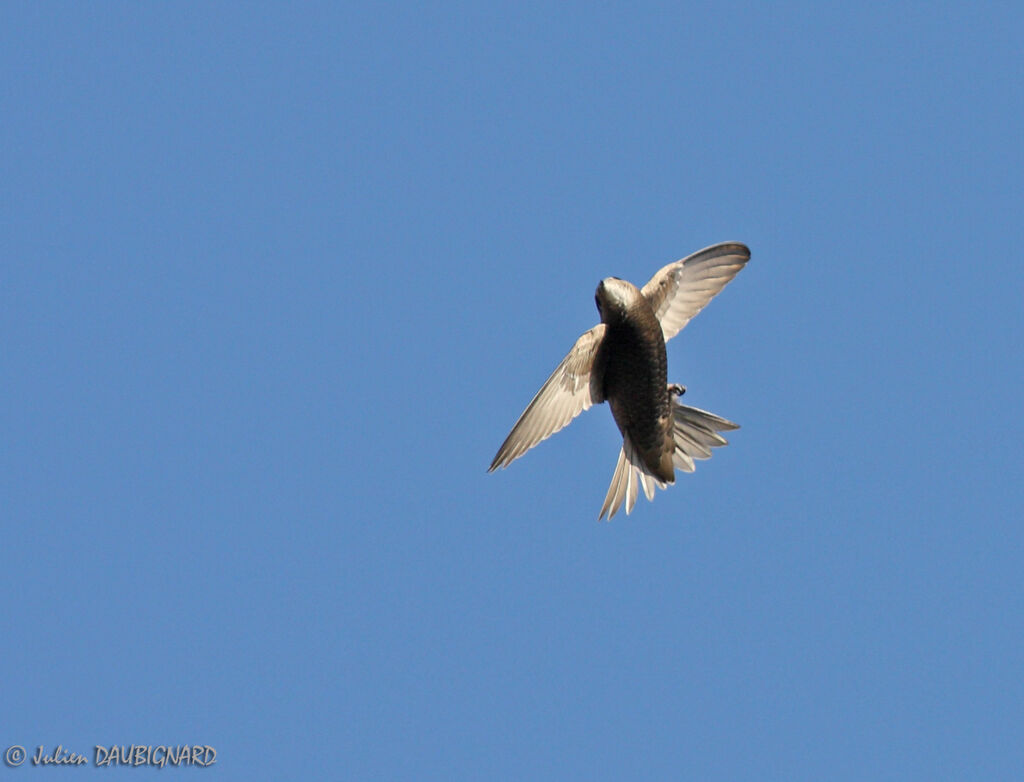 Common Swift, Flight