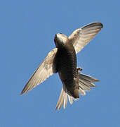 Common Swift