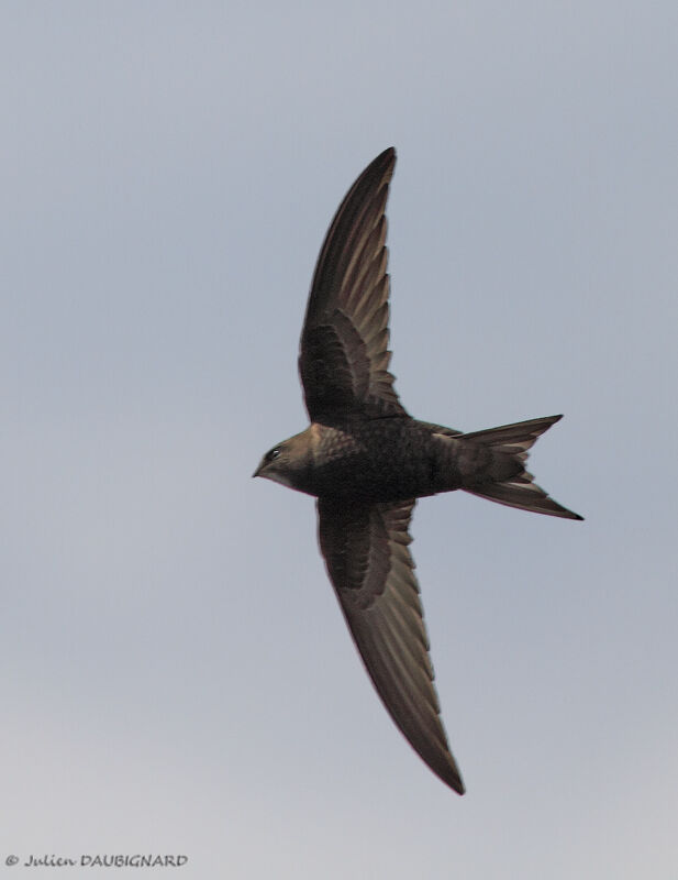 Pallid Swift, Flight