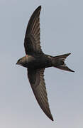 Pallid Swift