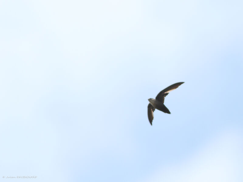 Chimney Swift, Flight