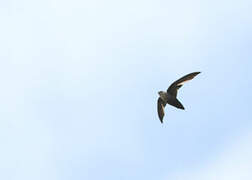 Chimney Swift