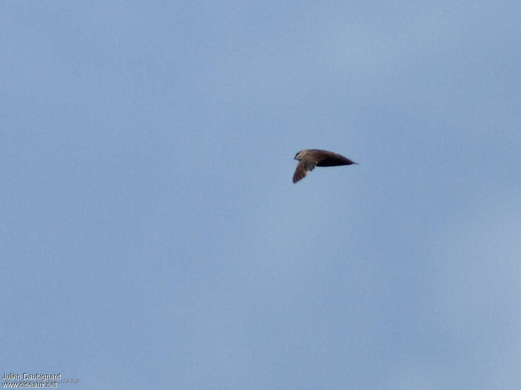 Chimney Swift, moulting, pigmentation, Flight