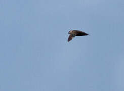 Chimney Swift