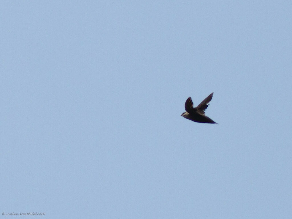 Chimney Swift, Flight