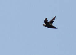 Chimney Swift