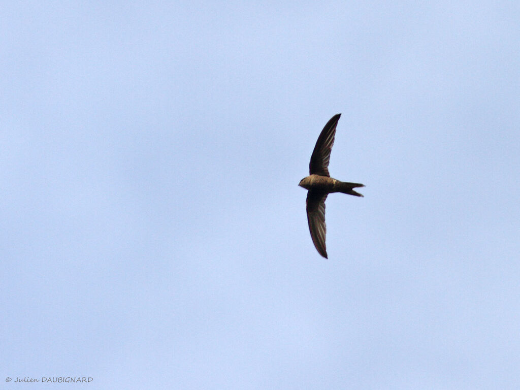 Plain Swift, identification