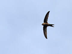 Plain Swift