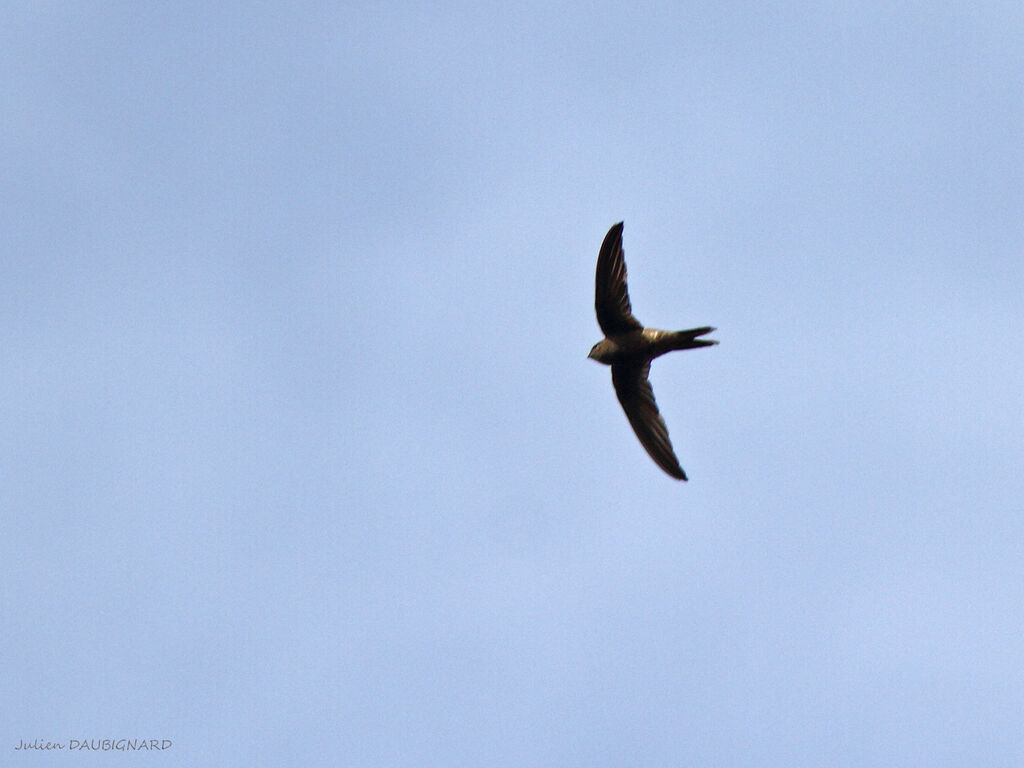 Plain Swift, identification