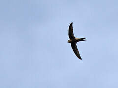 Plain Swift