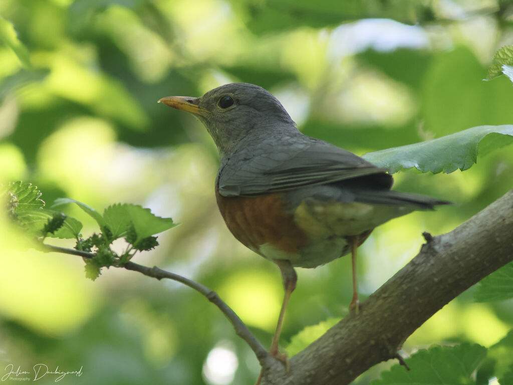 Grey-backed Thrush, identification