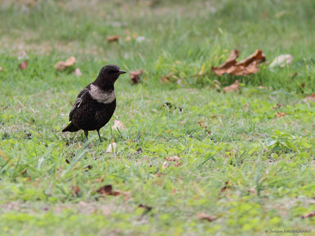 Ring Ouzel, identification