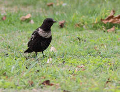 Ring Ouzel