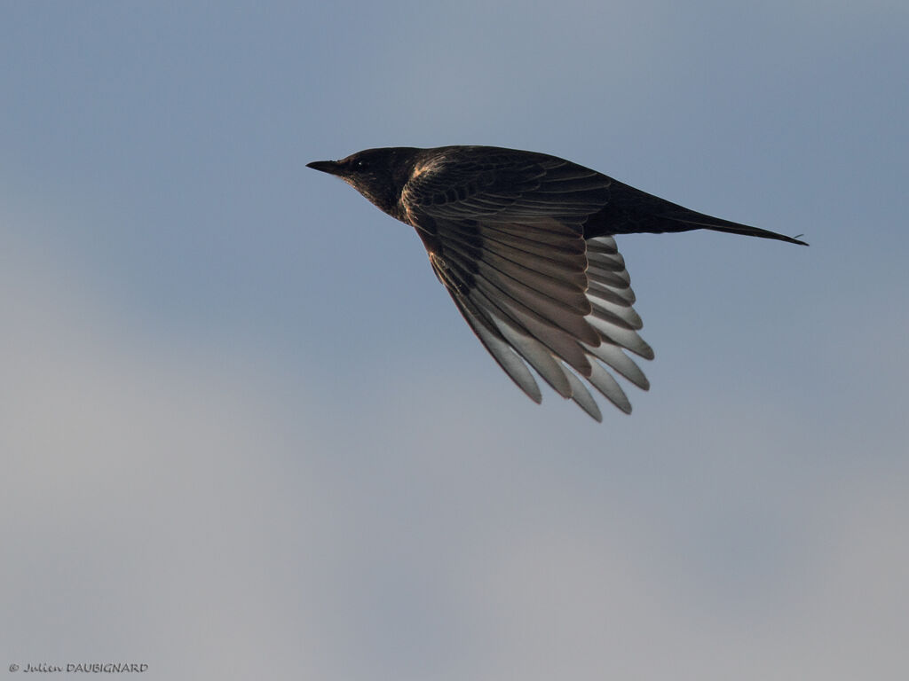 Ring Ouzel, Flight
