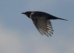 Ring Ouzel