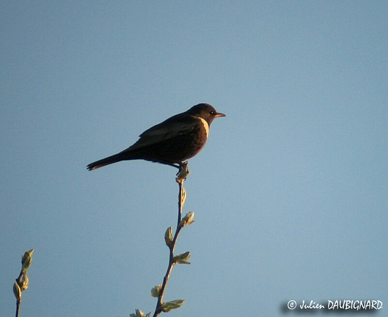 Ring Ouzel male